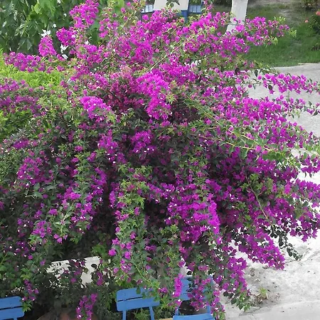 Pansiyon Veziroglu Mesudiye (Datca)